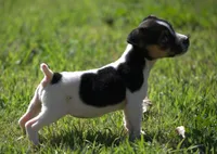 Special Needs, a female Jack Russell Terrier for sale in Riverside, CA – Photo 10 of 10