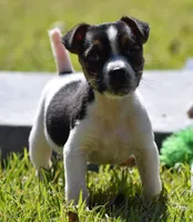 Special Needs, a female Jack Russell Terrier for sale in Riverside, CA – Photo 5 of 10