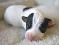 Elvis, a male Jack Russell Terrier for sale in Riverside, CA – 2 of 10