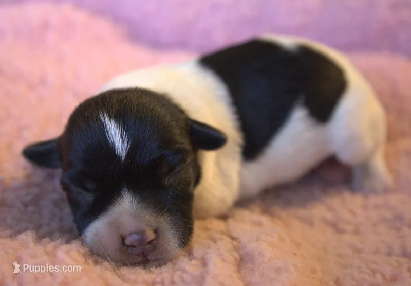 Adele – Jack Russell Terrier puppy for sale in Riverside, CA