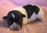 Adele, a female Jack Russell Terrier for sale in Riverside, CA – 1 of 10