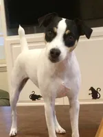 Maddie, a female Parson Russell Terrier for sale in Riverside, CA – 10 of 10