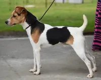 Jake, a male Parson Russell Terrier for sale in Riverside, CA – 7 of 10