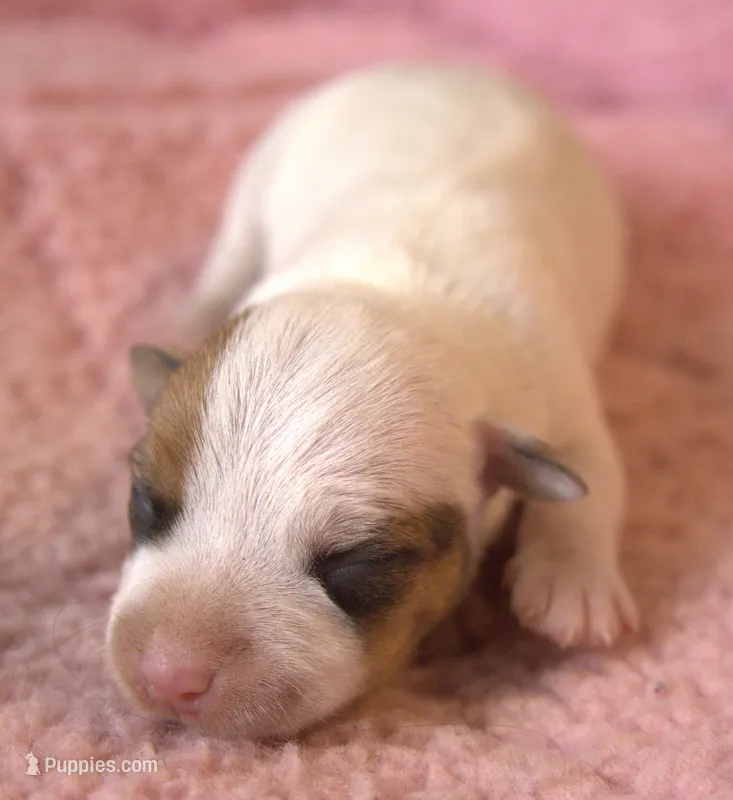 Gigi, a female Parson Russell Terrier for sale in Riverside, CA – 1 of 10