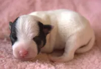 Bree, a female Jack Russell Terrier for sale in Riverside, CA – Photo 3 of 10