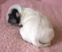 Bree, a female Jack Russell Terrier for sale in Riverside, CA – Photo 5 of 10