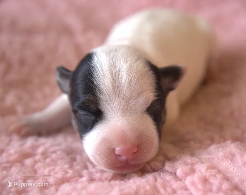 Bree – Jack Russell Terrier puppy for sale in Riverside, CA