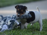 Bubbles, a female Jack Russell Terrier for sale in Riverside, CA – 2 of 10