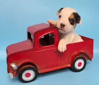 Gizmo, a male Jack Russell Terrier for sale in Riverside, CA – 3 of 10
