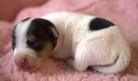 Bailey, a female Parson Russell Terrier for sale in Riverside, CA – 3 of 10