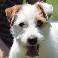Due March 28, a  Parson Russell Terrier for sale in Riverside, CA – Photo 5 of 8