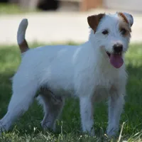 Due March 28, a  Parson Russell Terrier for sale in Riverside, CA – Photo 7 of 8