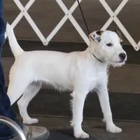 Due March 28, a  Parson Russell Terrier for sale in Riverside, CA – Photo 2 of 8