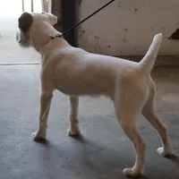 Due March 28, a  Parson Russell Terrier for sale in Riverside, CA – Photo 4 of 8