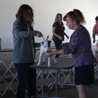 Due March 28, a  Parson Russell Terrier for sale in Riverside, CA – Photo 3 of 8