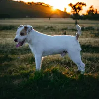 Due March 28, a  Parson Russell Terrier for sale in Riverside, CA – Photo 6 of 8