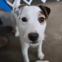 Due March 28, a  Parson Russell Terrier for sale in Riverside, CA – Photo 1 of 8