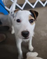 Due March 29, a  Parson Russell Terrier for sale in Riverside, CA – Photo 1 of 8