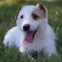 Due March 28, a  Parson Russell Terrier for sale in Riverside, CA – Photo 8 of 8