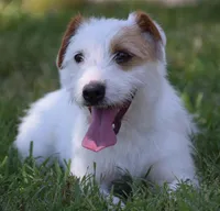 Due March 29, a  Parson Russell Terrier for sale in Riverside, CA – Photo 8 of 8
