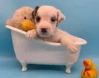 Iggy, a male Jack Russell Terrier for sale in Riverside, CA – 5 of 10