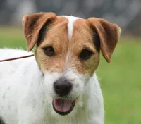 Due June 30th, a  Jack Russell Terrier for sale in Riverside, CA – 1 of 7