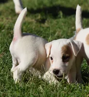 Rebel, a male Jack Russell Terrier for sale in Riverside, CA – 3 of 10