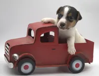 Smooth Coat Earl, a male Jack Russell Terrier for sale in Riverside, CA – 6 of 10