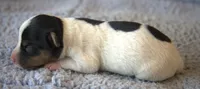 Earl, a male Jack Russell Terrier for sale in Riverside, CA – 5 of 10