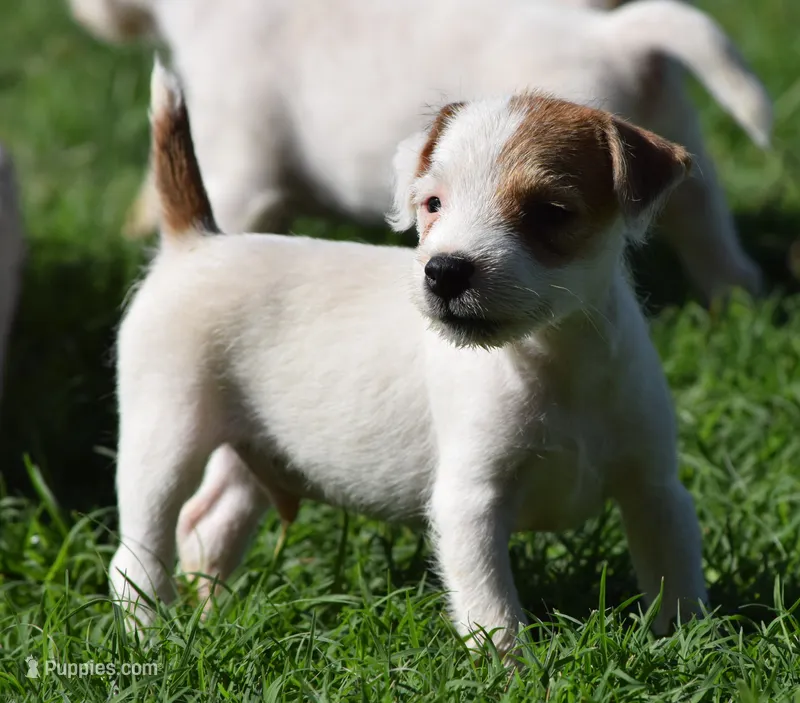 Alvin – Jack Russell Terrier puppy for sale in Riverside, CA