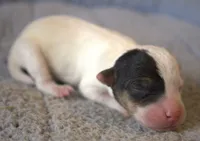 Dug, a male Parson Russell Terrier for sale in Riverside, CA – 4 of 10