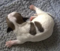 Dash, a male Jack Russell Terrier for sale in Riverside, CA – Photo 4 of 9