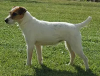 Dash, a male Jack Russell Terrier for sale in Riverside, CA – Photo 9 of 9