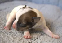 Dash, a male Jack Russell Terrier for sale in Riverside, CA – Photo 3 of 9