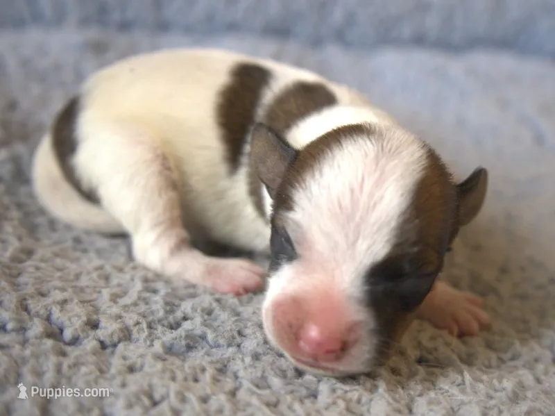 Dash – Jack Russell Terrier puppy for sale in Riverside, CA