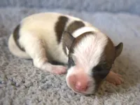 Dash, a male Jack Russell Terrier for sale in Riverside, CA – Photo 1 of 9