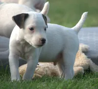 Decker, a male Parson Russell Terrier for sale in Riverside, CA – 3 of 10