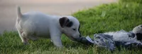 Diego, a male Jack Russell Terrier for sale in Riverside, CA – 5 of 10