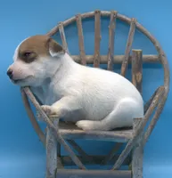 Alvin, a male Jack Russell Terrier for sale in Riverside, CA – 5 of 10