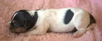 Juliet, a female Jack Russell Terrier for sale in Riverside, CA – 5 of 9