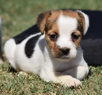 Ready Now!, a female Jack Russell Terrier for sale in Riverside, CA – 5 of 10