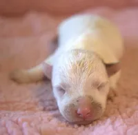 Felina, a female Jack Russell Terrier for sale in Riverside, CA – 1 of 9
