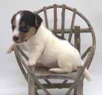 Smooth Coat Earl, a male Jack Russell Terrier for sale in Riverside, CA – 4 of 10