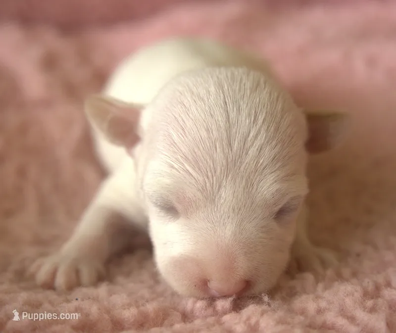 Rapunzel – Jack Russell Terrier puppy for sale in Riverside, CA