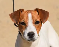 Due August 12th, a  Jack Russell Terrier for sale in Riverside, CA – 2 of 5