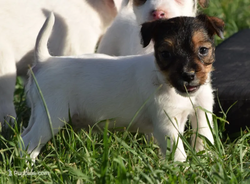 Portia – Jack Russell Terrier puppy for sale in Riverside, CA