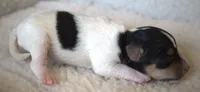 Bubbles, a female Jack Russell Terrier for sale in Riverside, CA – 4 of 10