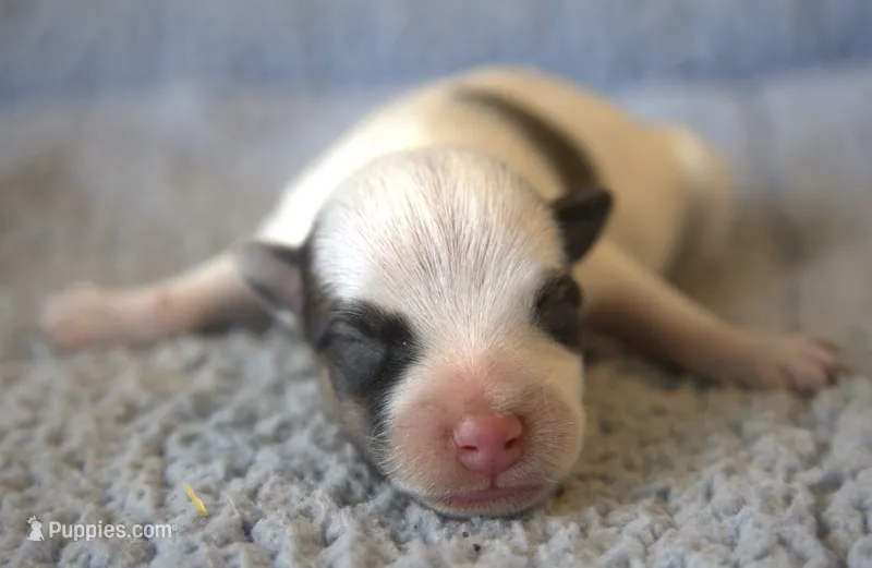 Jenkins – Jack Russell Terrier puppy for sale in Riverside, CA