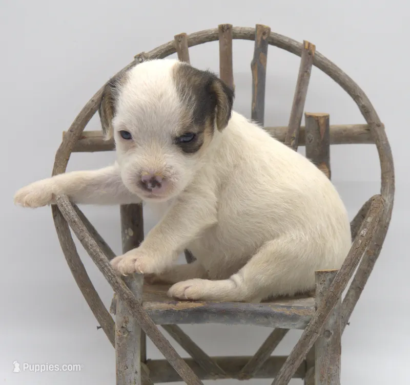Fern – Jack Russell Terrier puppy for sale in Riverside, CA