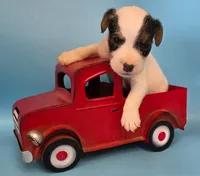 Dozer, a male Parson Russell Terrier for sale in Riverside, CA – 2 of 10